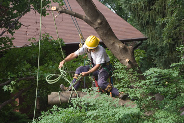 Leaf Removal in Parklawn, CA