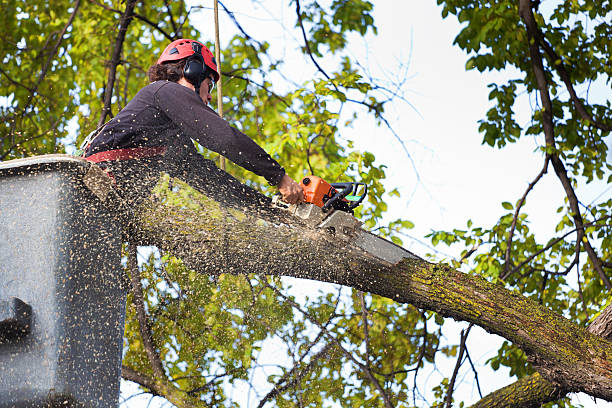 Parklawn, CA Tree Care Company