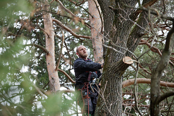 Best Commercial Tree Services  in Parklawn, CA