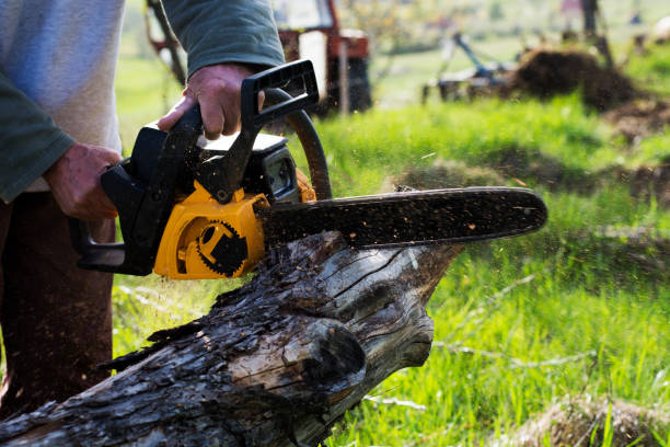 Best Root Management and Removal  in Parklawn, CA